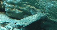 Synodontis velifer