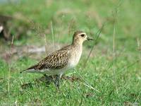 Pacific Golden Plover - Pluvialis fulva