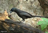 Racket-tailed Treepie - Crypsirina temia