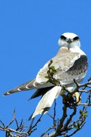 Black shouldered Kite