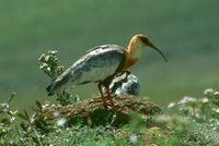 Buff-necked Ibis - Theristicus caudatus