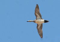 American Wigeon - Anas americana