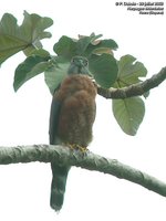 Double-toothed Kite - Harpagus bidentatus