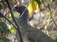 West Mexican Chachalaca - Ortalis poliocephala