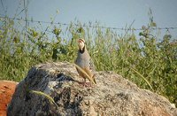 Chukar - Alectoris chukar