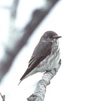 Gray-spotted Flycatcher (Muscicapa griseisticta) photo