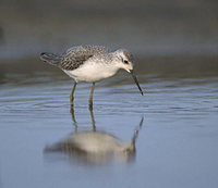 Marsh Sandpiper (Tringa stagnatilis) photo