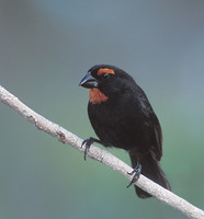 Greater Antillean Bullfinch (Loxigilla violacea) photo