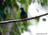 White-breasted Fruit-Dove - Ptilinopus rivoli