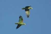 Red-spectacled Parrot - Amazona pretrei