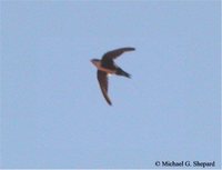 White-throated Swift - Aeronautes saxatalis