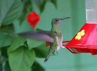 White-necked Jacobin - Florisuga mellivora