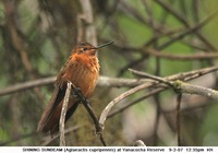 Shining Sunbeam - Aglaeactis cupripennis