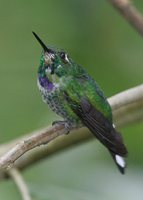 Purple-bibbed Whitetip - Urosticte benjamini