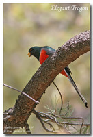 Elegant Trogon - Trogon elegans