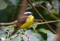 Rusty-margined Flycatcher - Myiozetetes cayanensis