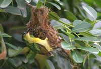 Collared Sunbird - Hedydipna collaris