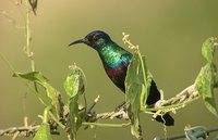 Shining Sunbird - Cinnyris habessinicus