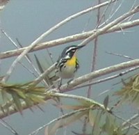 Yellow-throated Warbler - Dendroica dominica