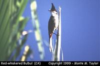 Red-whiskered Bulbul  (California)