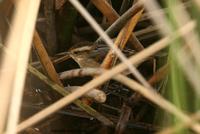 *NEW* Wren-like Rushbird