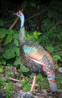 Ocellated Turkey - Iain Campbell