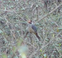 Golden-billed Saltator