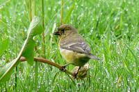 Lesser Goldfinch (2 male, 1 female) - Carduelis psaltria