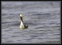 Great Grebe