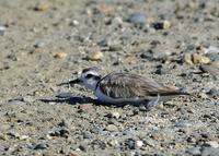 Snowy Plover at Modesto STP 8/11/05 © 2005 Jim Gain