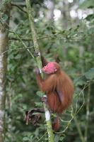 Red Uakari Monkey