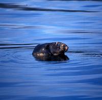 Elephant Seal