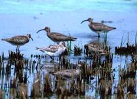 Bar-tailed Godwit & Whimbrel