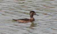 Ring-necked Duck (Athya collaris)