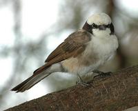 Northern White-crowned Shrike p.480