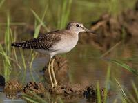 Wood Sandpiper Tringa glareola