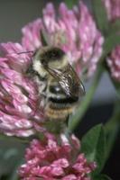 Shrill Carder Bee Bombus sylvarum