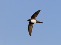 Alpine Swift (Apus melba)