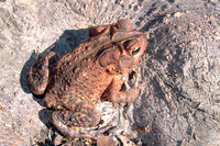 : Bufo americanus; American Toad