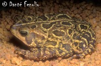 : Bufo ocellatus