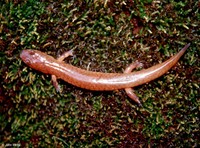 : Gyrinophilus porphyriticus porphyriticus; Spring Salamander