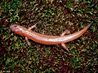 : Gyrinophilus porphyriticus porphyriticus; Spring Salamander