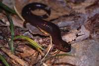 : Phaeognathus hubrichti; Red Hills Salamander