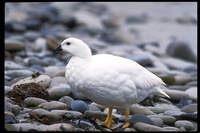 : Chloephaga hybrida; Kelp Goose