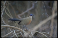 : Coua gigas; Giant Coua