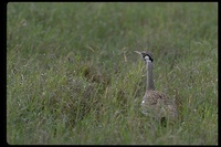 : Lissotis hartlaubii; Hartlaub's Bustard