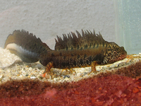 : Triturus dobrogicus; Danube Crested Newt