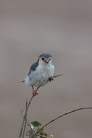 : Polihierax semitorquatus; Pygmy Falcon