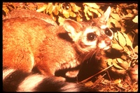 : Bassariscus astutus; Ringtail