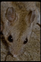 : Peromyscus sp.; Fieldmouse